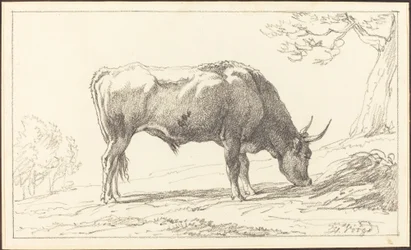 A Young Bull Grazing