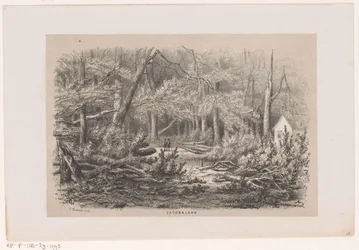 Fallen Trees at Jacobalaan After the Storm of May 28, 1860