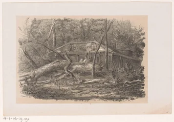 Fallen Tree at Buitenlust, After the Storm of May 28, 1860 (Album of Ten Lithographed Sketches)