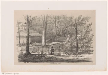 Fallen Tree by the Society, After the Storm of May 28, 1860