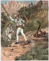 Snake Attack
