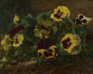 Pansies