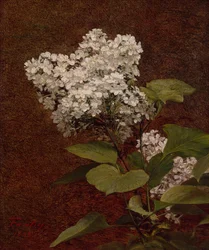 White Lilacs