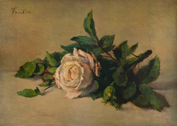 White Rose, c1863, 1938