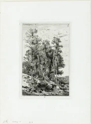 Birches and Oaks