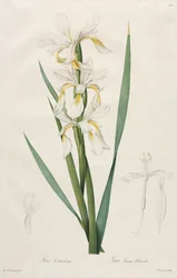 Gold-banded Iris