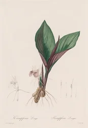 The Lilies: Kaempferia longa