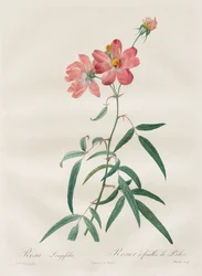 Les Roses: Rosa Longifolia, 1817-1824