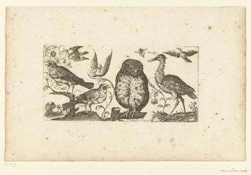 Nine Birds and an Insect (Birds)