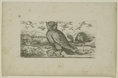 Owl and Other Birds Birds (series title)