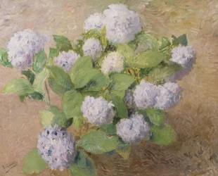 Blue Hydrangeas
