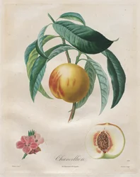 Treatise on Fruit Trees: Chancelière