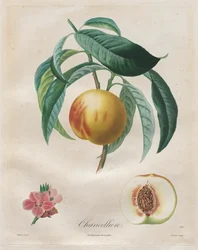 Treatise on Fruit Trees: Chancellor, 1808-1835