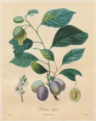 Treatise on Fruit Trees: Prune bifère