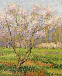 Apple Tree in Blossom