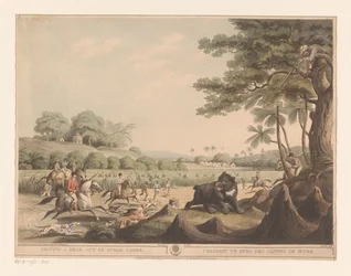 Bear Hunt in India