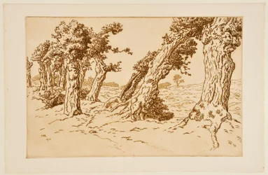 Gnarled Trunk Trees