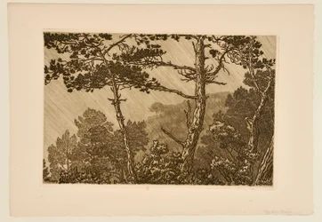 [Trees in a Rain Shower]