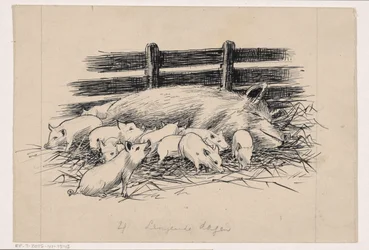 Sow Suckling Her Piglets