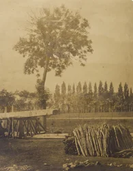 Landscape with Bales of Cut Tree Limbs