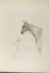 Horse and Collie