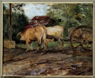 The oxen under the yoke