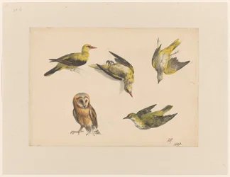 Studies of an Owl and Two Golden Orioles