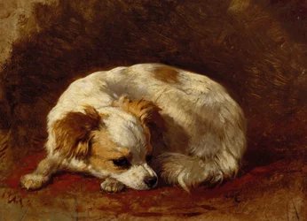 A Papillon