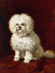A Poodle