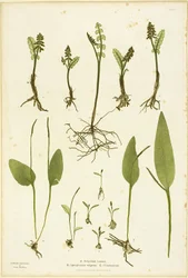 Nature Print of Moonwort and Adder