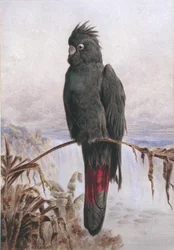 Australian Red-Tailed Black Cockatoo