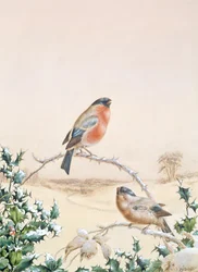 Winter scene with Chaffinch and Holly