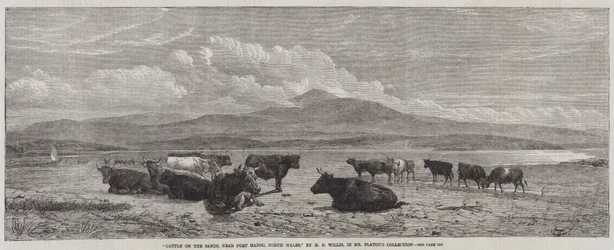 Cattle on the Sands, near Port Madoc, North Wales