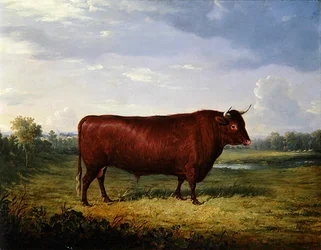 Portrait of a Brown Bull