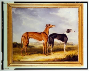 Two Greyhounds, the Property of Dr. Edmund Taylor of Booth Hall