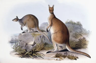 Antilopine Kangaroo