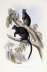 Tree Kangaroo