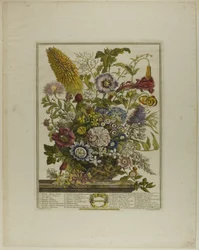 August, from Twelve Months of Flowers