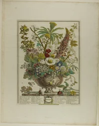 December, from Twelve Months of Flowers