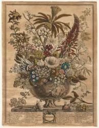 Twelve Months of Flowers: December, 1730