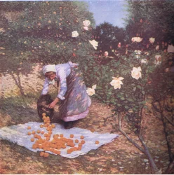 Provencal winter, Bibbys Annual, 1916-1917