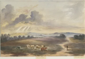 Cannock Chase - Heath