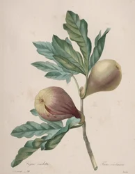 Choice of the Most Beautiful Flowers...Most Beautiful Fruits: Violet Fig