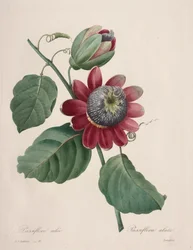 Choice of the Most Beautiful Flowers...Most Beautiful Fruits: Winged Passionflower
