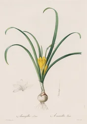 The Lilies: Amaryllis Lutes