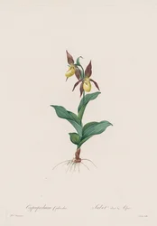 The Lilies: Cypripedium calceolus
