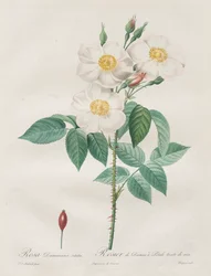 The Roses: Rosa Damascena, subalba
