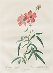 The Roses: Rosa Longifolia