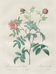 The Roses: Rosa cinnamomea