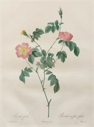 The Roses: Rosa indica